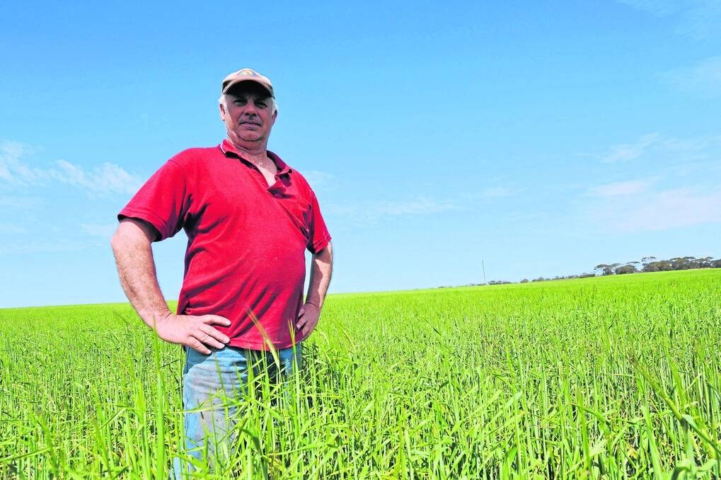 CROP CHECK: Paul Anderson, Wynarka, checking the barley crop in one of his paddocks.