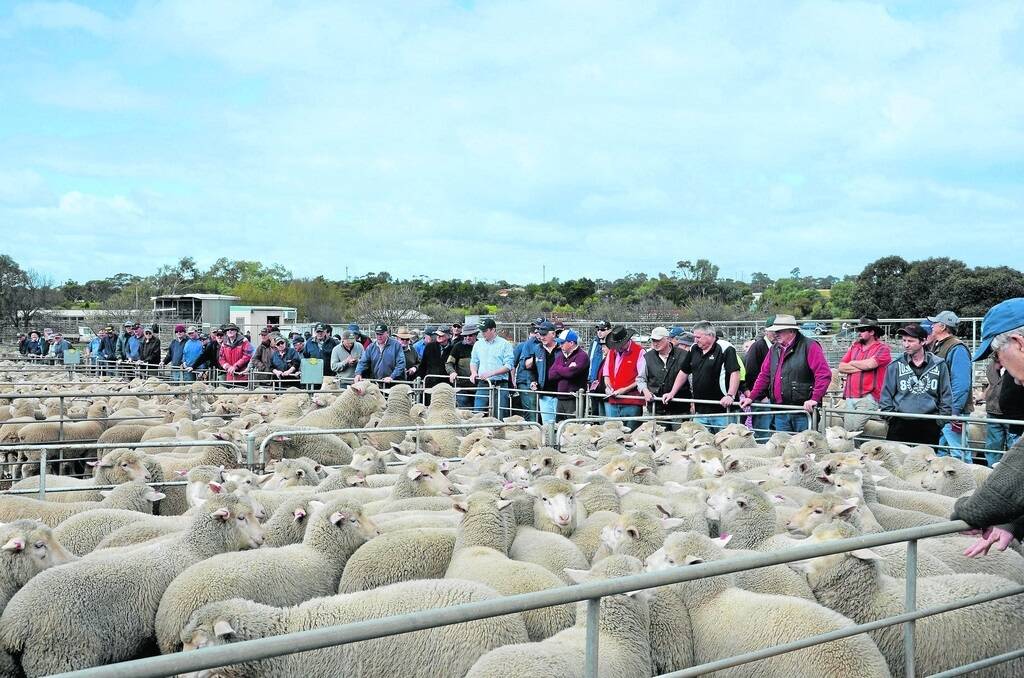 PRIME SUCKERS: Although Murray Bridge prime lamb sales have penned some of the “best lambs in years”, agents are cautious when it comes to the season ahead following a run of frosts and a halt in rain.