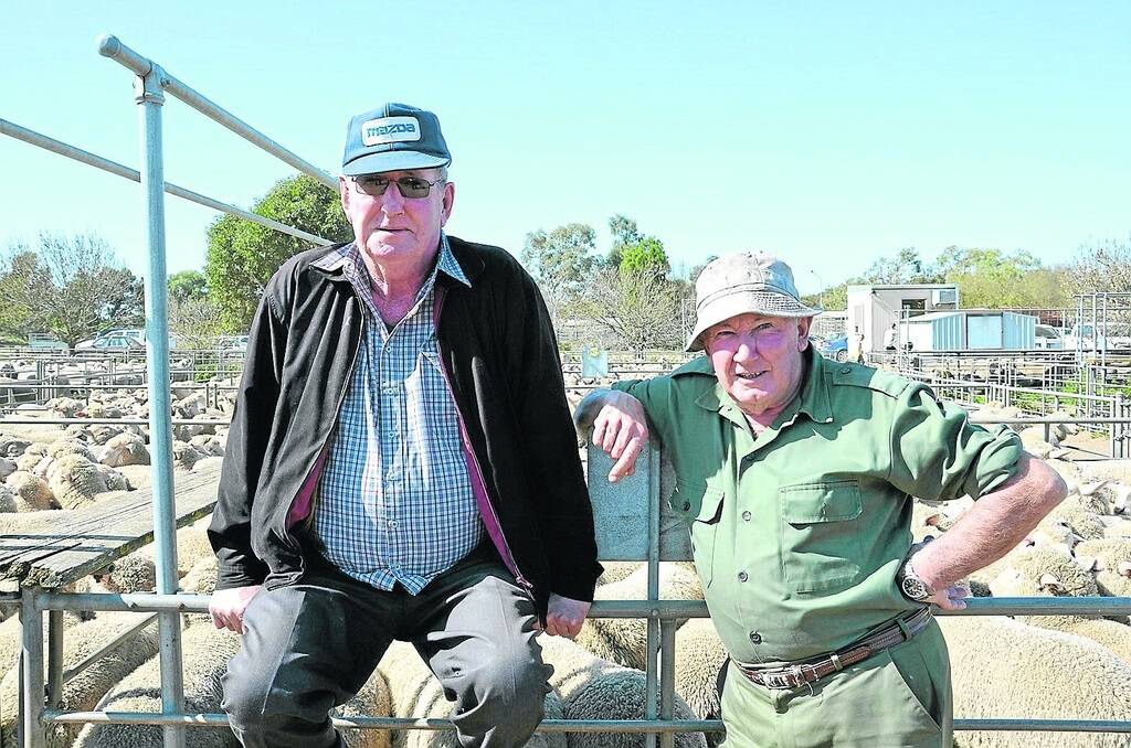 DUELLS IN THE SUN: Retired brothers Len and Sam Duell, Murray Bridge and Mannum, have a look at Monday’s prime lamb sale where they caught up with old mates.