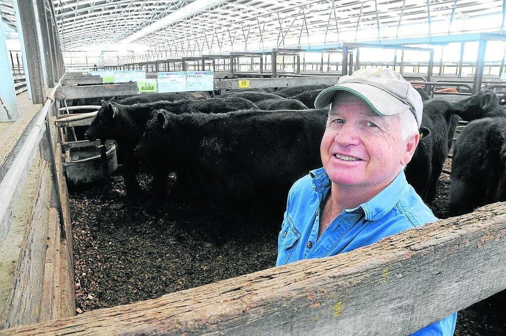 EAGLE EYE: Brian Smibert, Coonawarra, gives the cattle the once-over as he checks them out before buying.