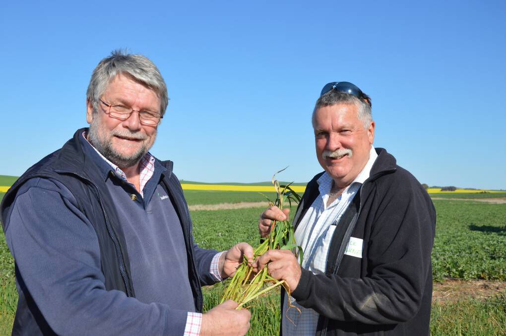 Farmers considering cutting frosted cereal crops for hay should familiarise themselves with the market's requirements and associated costs before making a decision, according to Balco's Pat Guerin, pictured with Agrilink Agricultural Consulting's Mick Faulkner.