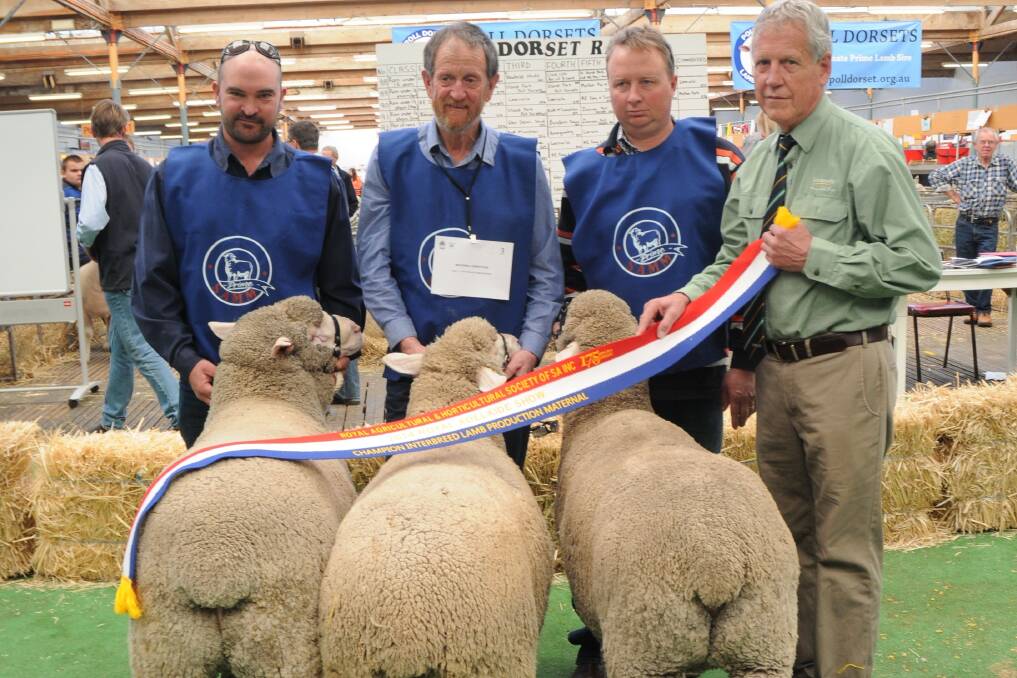 MATERNAL TOUCH: Trevor James, Landmark Wool, sashes the winning group of lamb plan production maternal, won by Galaxy Park Prime SAMMs, Monarto South, held by Clinton Huxtable, Geoff Gale, and Craig Mitchell.