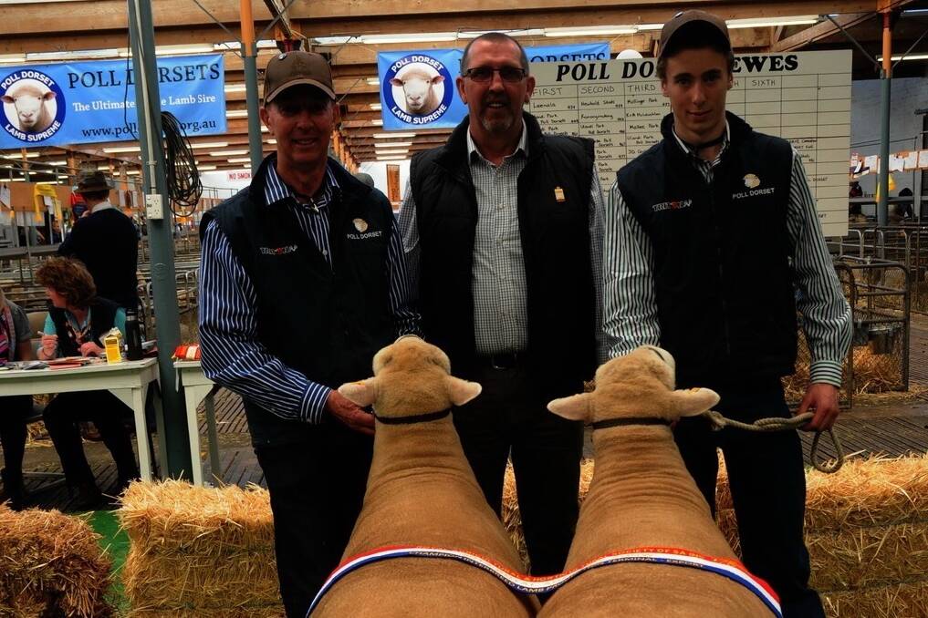 EXPORT QUALITY: Paul Fitzsummons centre sashes the winning Lambplan production class terminal export pair from Ulandi Park Poll Dorsets, held by Clayton and Charles Rowett, Marrabel.