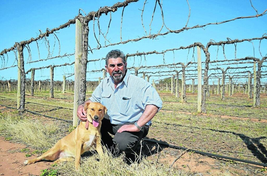 FAMILY PRODUCE: Grape production is in Cos Dichiera’s blood. He was born in the Merbein district and has been on the block all his life.