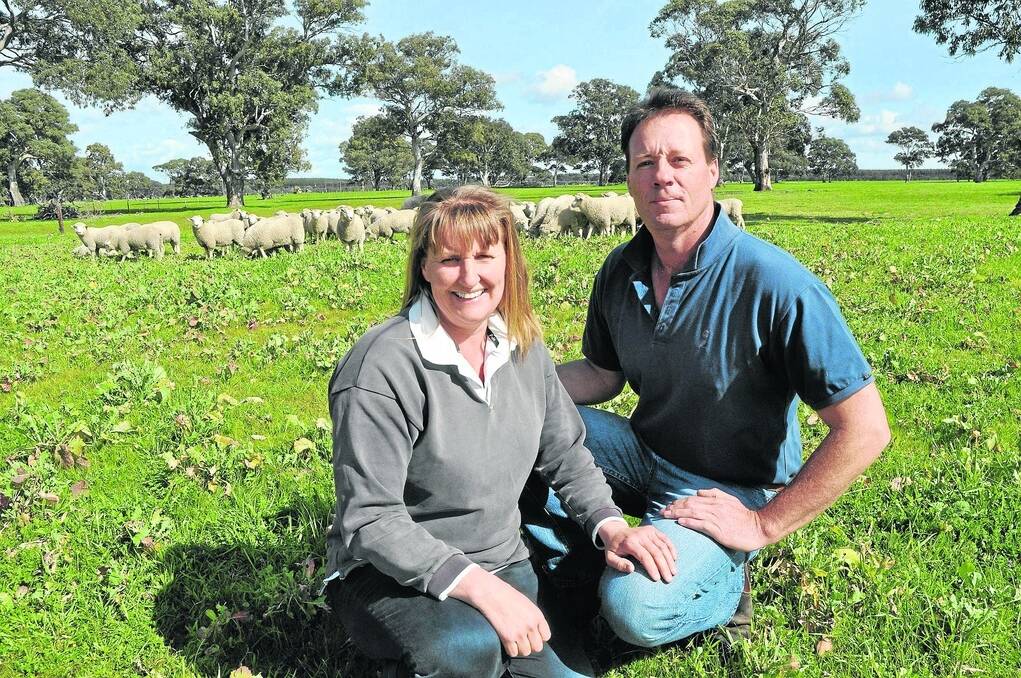 EXTENSIVE PROGRAM: Kirsten and Damien Croser,  Kiranda, Penola, with the autumn-drop Highlander rams which have been born as a result of Focus Genetics’ extensive ET program. They have become SA’s first multipliers of Highlander maternal and Primera terminal genetics.