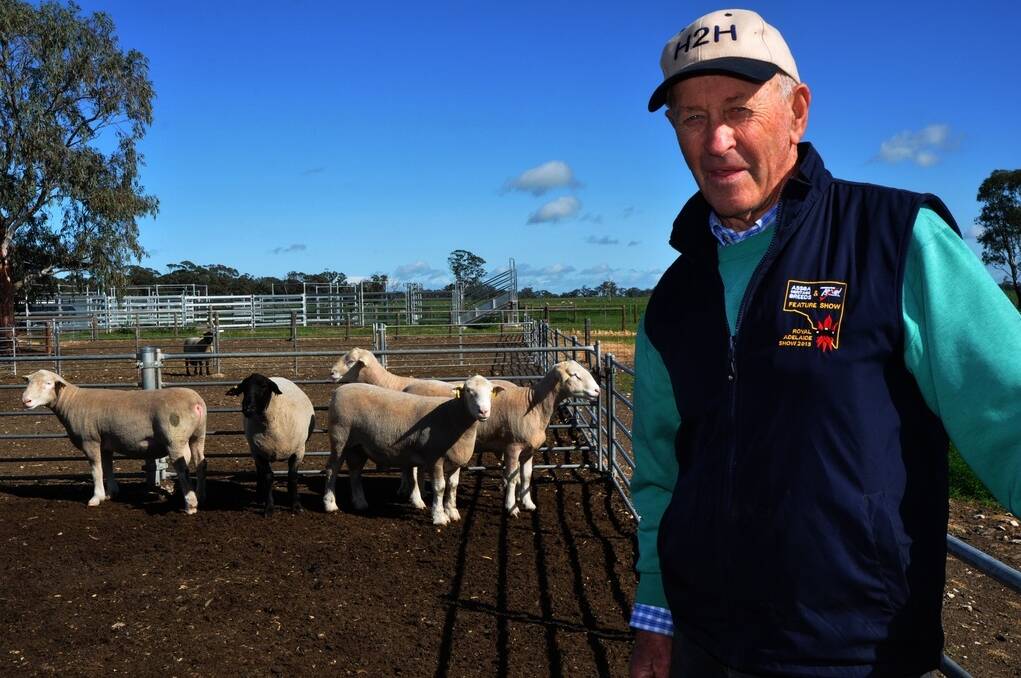 GOING STRONG: Graham Day, Allendale stud, Bordertown, has been showing sheep at the Royal Adelaide Show since 1947.
