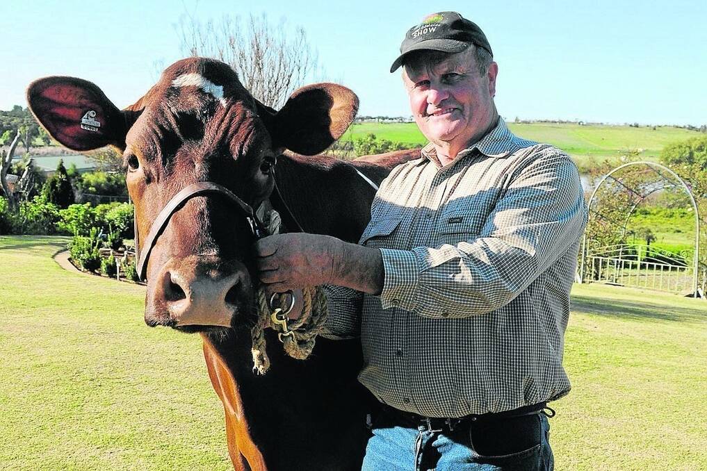 LONG TRADITION: Neville Mueller, Murray Bridge, prepares a heifer in the lead up to his 67th Show.