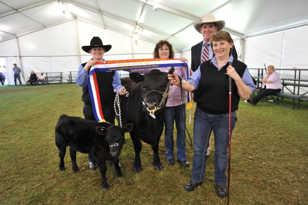 GEORGY GIRL: The grand champion Australian Lowline female calf, held by Sarah Coates, and cow, with  Sue Foureur, Glenlonny Lowlines, Glencoe. They were sashed by Denise Moloney, Burrungule, and judge Andrew Chapman, Calliope, Qld.