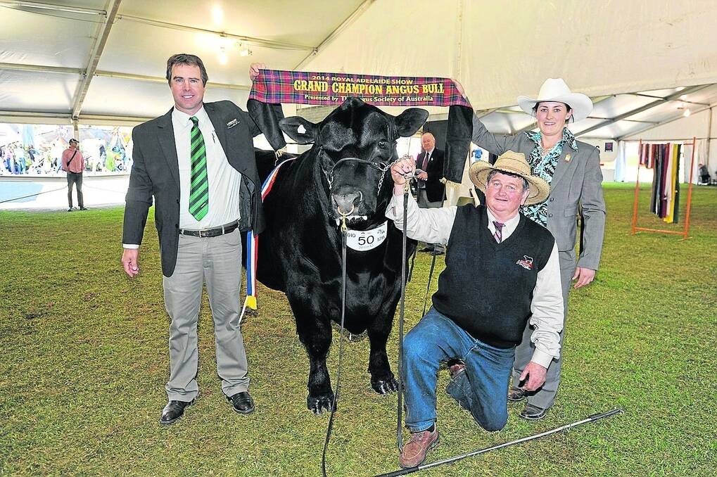 KODIAK POWER: Grand champion Angus bull PC Kodiak 5R H130 is held by proud owner Greg Fuller, Cowra, NSW. Sashing the bull is Landmark’s Richard Miller and judge Rachael Wheeler, Wellington, NSW.