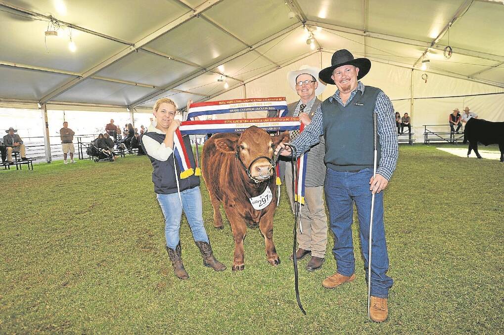 LITTLE JOHNNY WINS BIG: Junior and grand champion Limousin bull with Brentvale Johnny G with exhibitor Jason Foote, Echunga, sasher Emily Buddle, Adelaide, and judge Glenn Trout, Wagga Wagga, NSW.