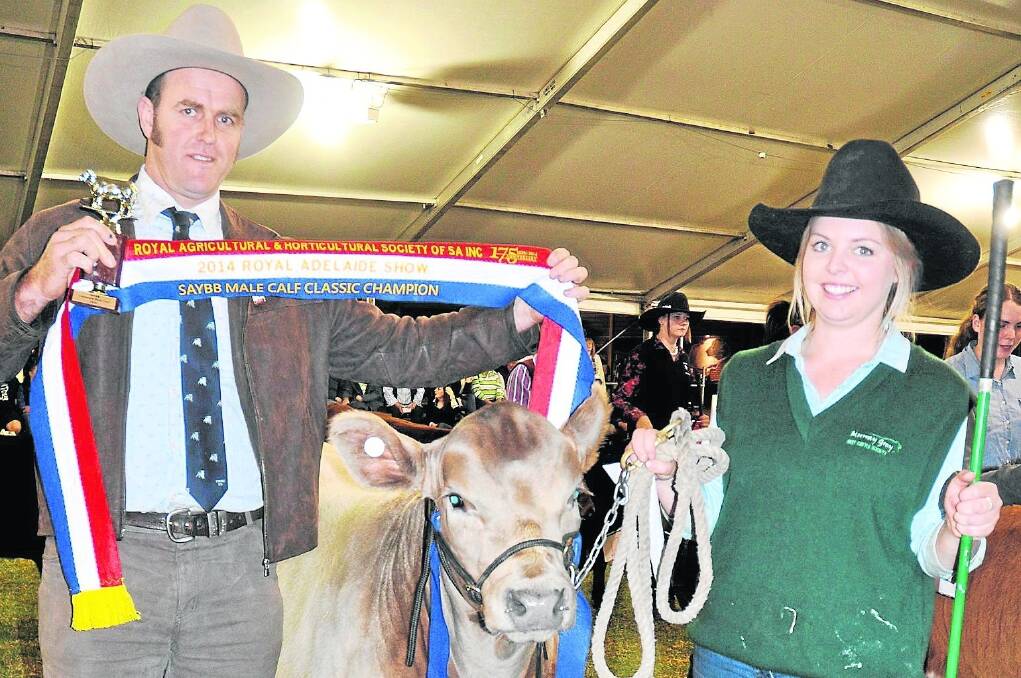 BULL CHAMP: Bottlesford Kentucky won the champion bull calf and also the Steven Arnold Memorial Trophy for the overall champion calf. Emma Bellgrove, Gawler, is pictured holding the Murray Grey calf with judge Lincoln Job, Marellan Shorthorns, Cumnock, NSW, presenting the ribbon.