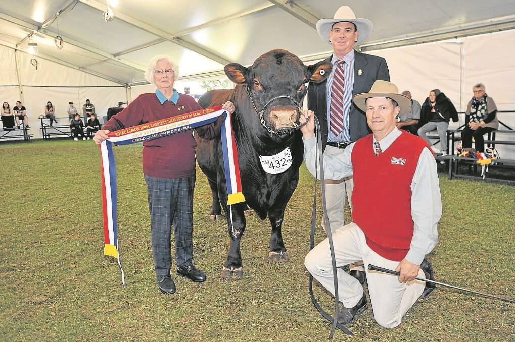 RED HOT WINNER: Grand champion Red Poll bull Oakwood Zorba Top Gain, entered by Peter Wilson, right, with Eril Dinning, Padthaway, presenting the sash, and judge Andrew Chapman, Calliope, Qld.