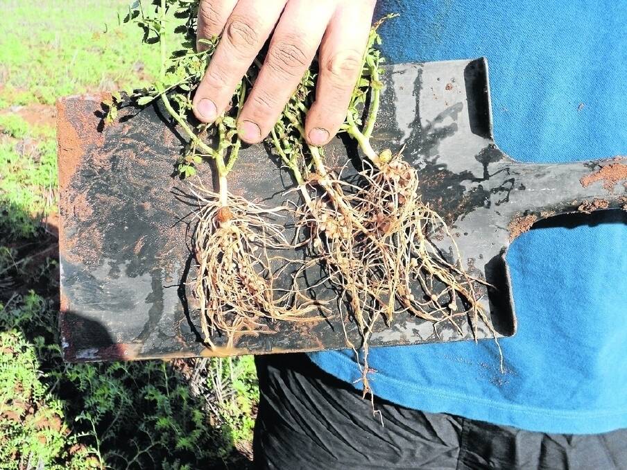 VITAL NODULES: Chickpea nodulation is inspected as part of the Mallee soil nitrogen trial. Lentils, lupins and chickpeas each showed very low levels of extra soil N contribution at sites last season.