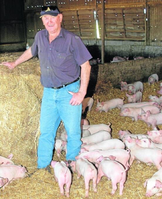 HAPPY PIGS: Len Gommers with three-week-old recently weaned piglets in the straw-based weaner sheds. Contented pigs are key to the Gommers family’s pig enterprise.