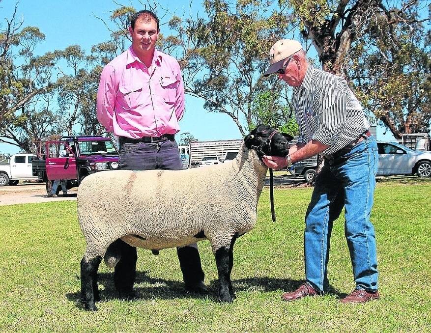 CHAMP GOES TOP: Graham Day, representing Allendale and Days Whiteface studs, holds the combined sale’s top price ram, an Allendale Suffolk that sold for $8750. It was purchased by Elders Lower Eyre Peninsula area manager Paul Kilby, on behalf of the Bascombe family, White Flat Suffolk stud, Port Lincoln. The ram was champion at the Royal Adelaide show and Melbourne Royal shows this year.