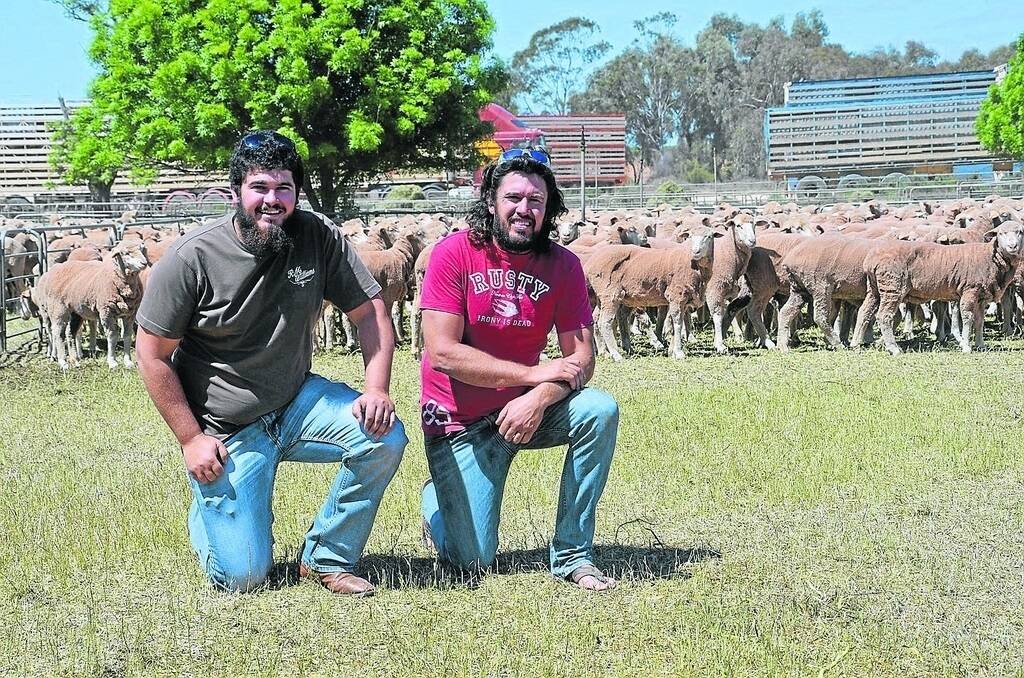 PRILL PRIZE: Stewart and Ryan Neyland, Prill Park, Euston, Vic, bought the top pen of 489 young ewes for $171 from Teetulpa Station, Yunta, at the Yelta off-shears, apart from several other pens.