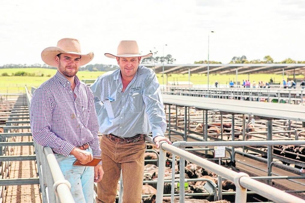 STRONG RUN: Princess Royal’s Jack Rowe and Luke Bavistock were strong operators on EU-accredited stock at the Mount Gambier sale on Friday, paying $995 or $2.16/kg for 13 Angus-cross steers, 16-18 months, weighing 460kg and a pen of nine Hereford-cross steers, 15-18 months, weighing 438kg for $955 or $2.18/kg a/c Avonel Pastoral, Furner.