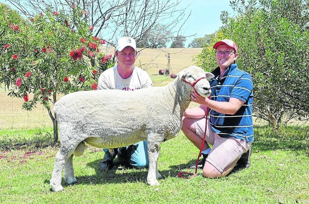 TAS-BOUND: Josh Wiltshire and Sam Edwards, Imperial Romneys, Mount Pleasant, with Imperial Roger, that sold to Andrew Hogarth, Ridgeside Romneys, Evandale, Tas.