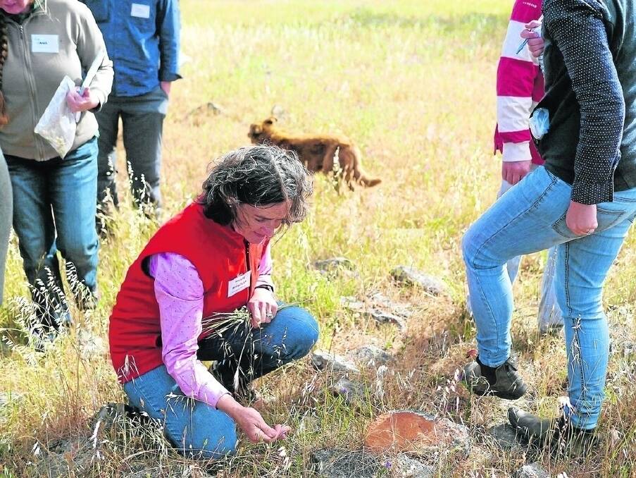 Millie Nicholls examines a native plant on a Barossa Improved Grazing Group field day at Keyneton.
