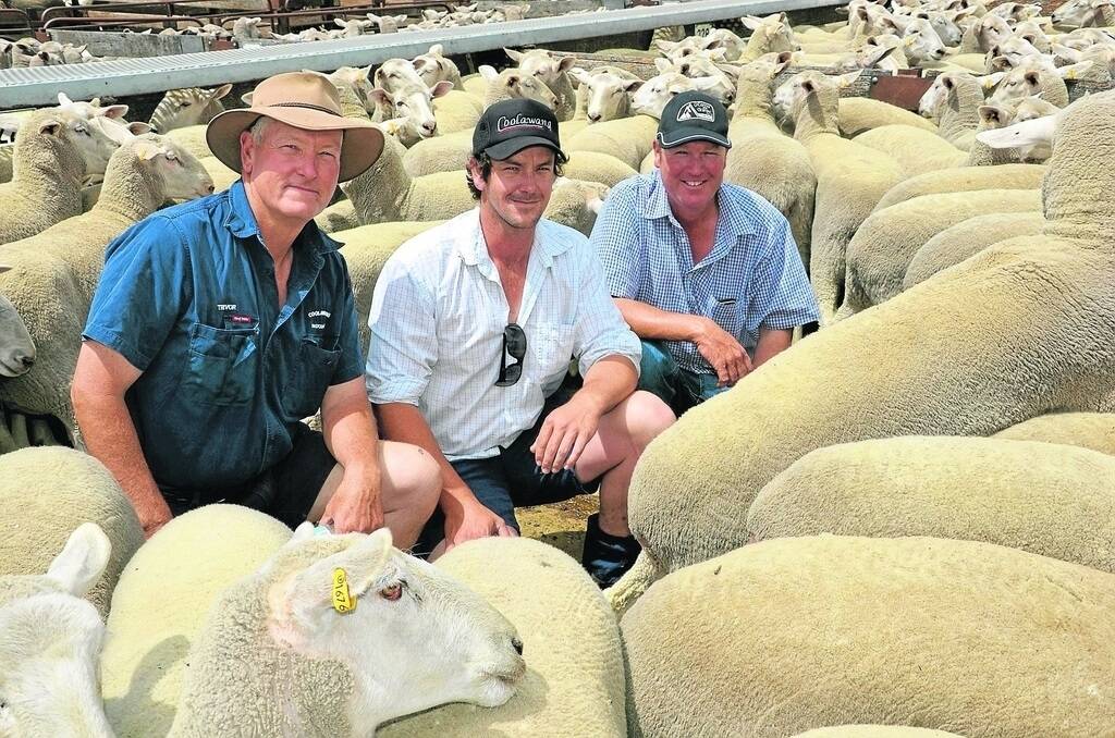 The top-price 1.5yo ewes were sold by Trevor and Lachy James, Coolawang Pastoral Company, Mundulla, to Tim Widdison, Tarpeena, for $256. Mr Widdison bought Coolawang ewes last year and was very pleased with the results.
