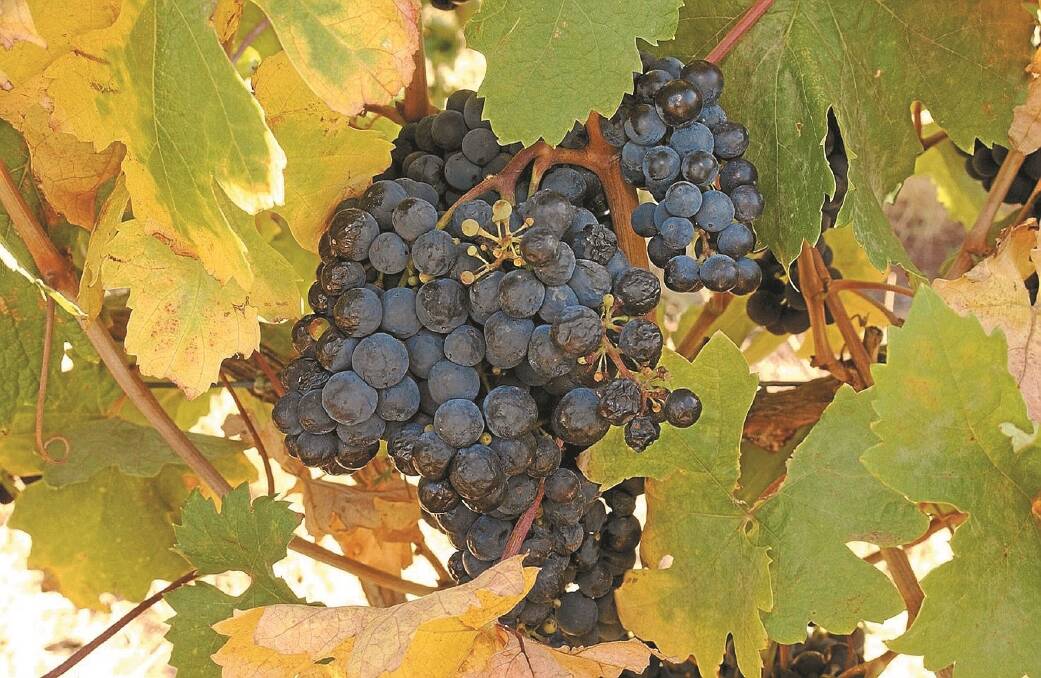 Agricultural consultant Rob Hunt says the winegrape industry can learn from Meat Standards Australia's objective price grading systems. 