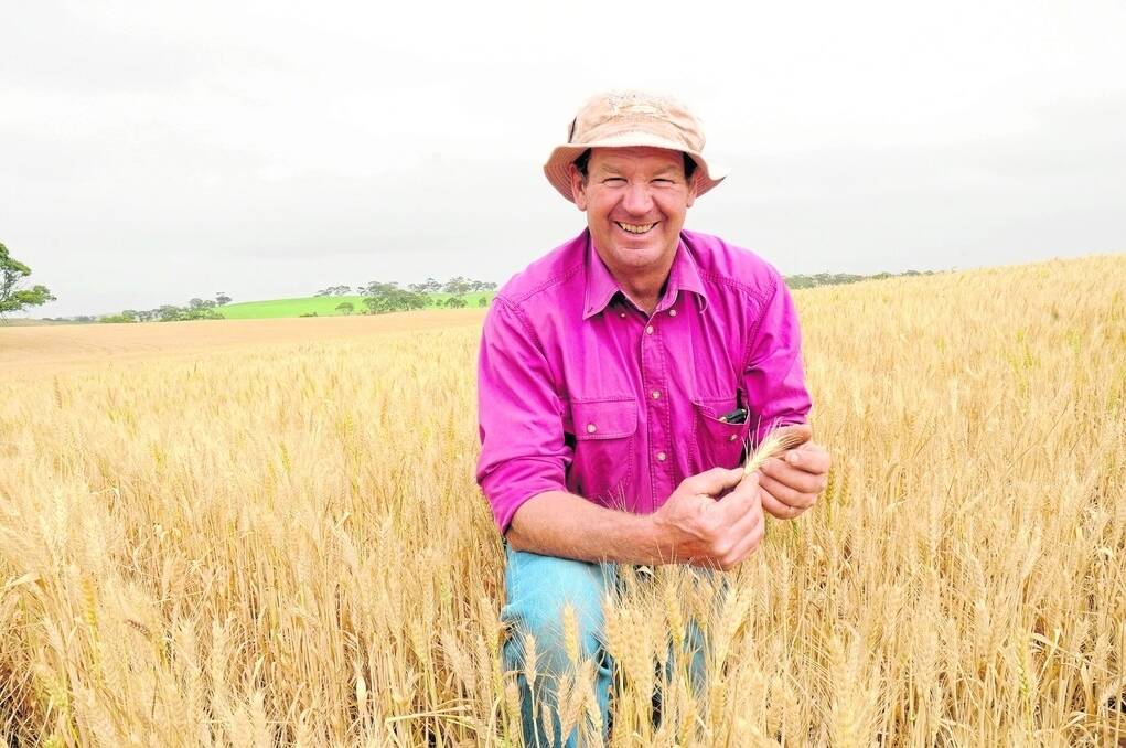 TOP SEASON: Truro farmer Michael Doering, pictured in a paddock of Wyalkatchem wheat, says he was very lucky to have an exceptional season this year, with the rainfall tracking 75 millimetres above average, despite the dry spring. “We’ll be finished harvest exceptionally early, probably in the middle of December,” he said. “We have only ever finished once before Christmas here."