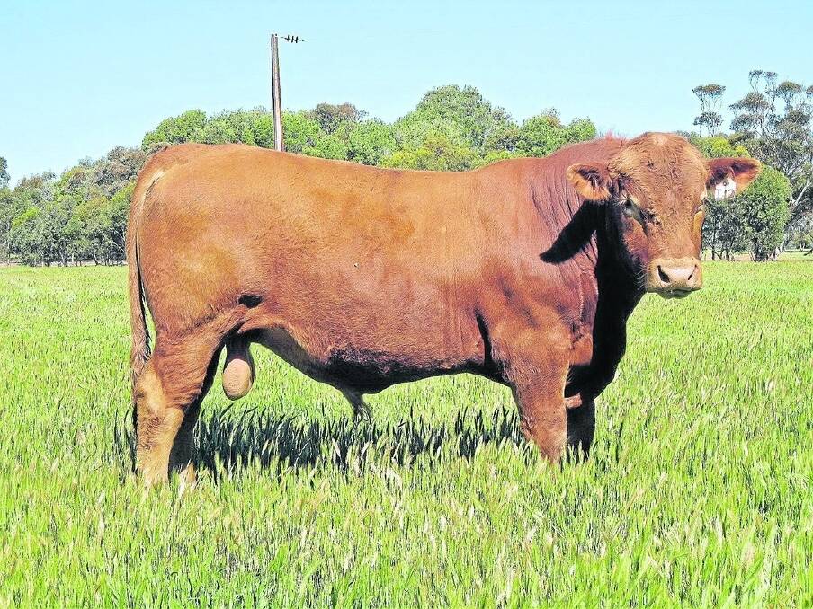 UNITED FRONT: Davelle United Yale J12 the $7050 top-price bull at Davelle South Devon stud’s second annual Opportunity sale Plus (on Auctions Plus) last week. The price was a stud record for the Leese family.