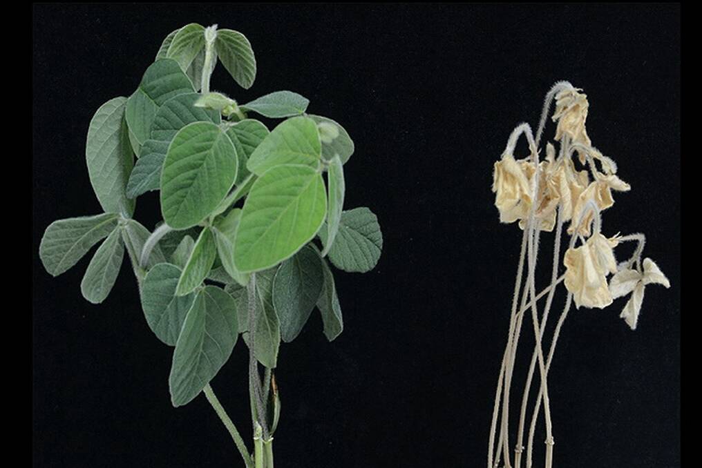 A soybean salt-tolerant plant compared to a non-tolerant variety.