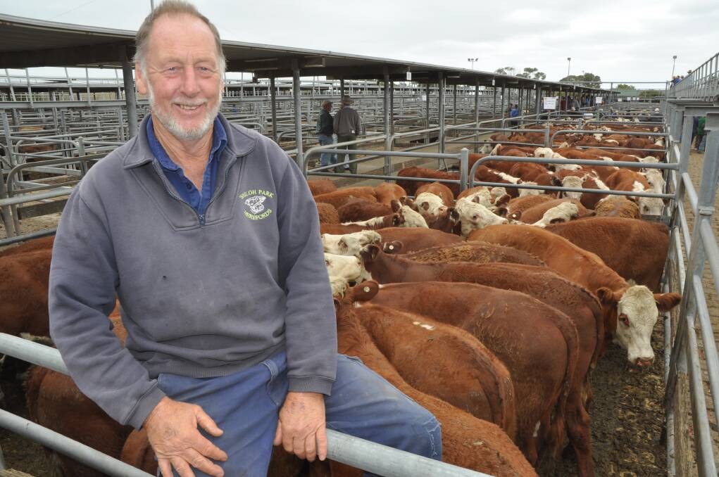 MARKET ‘MAGIC’: John ‘Slogger’ Richardson, Shiloh Park, Compton, said prices were $100 a head better than he expected for his yearling Poll Hereford steers at the Mount Gambier market on Friday last week. He is pictured in his top pen of 20 Allendale-blood steers, which weighed 373kg and made $808 or $2.17/kg. He also sold 29 steers, 341kg, for $788 or $2.31/kg & 10 Hereford-Angus steers at $760.
