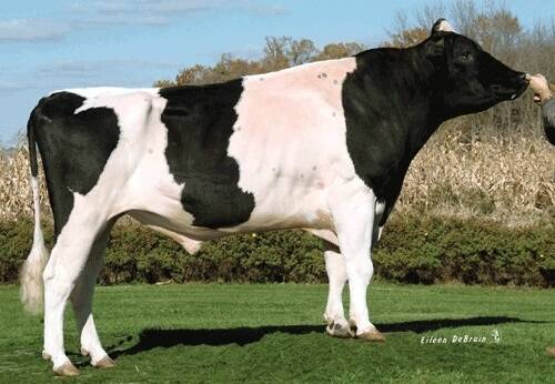 Holstein sire Toystory produced a world record 2.415 million units of semen in his lifetime.