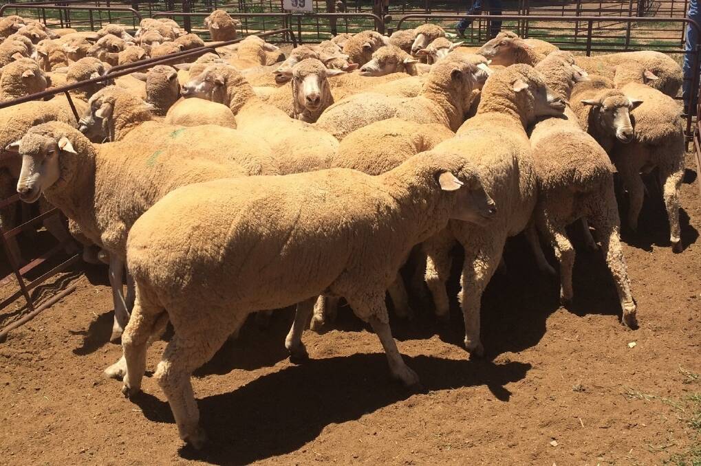 This pen of 67 Glenville-blood, May-June 2013-drop ewes from Boongala Ag sold at $142 to Elders Cleve at Jamestown on Thursday.