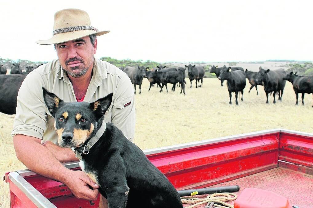 BLACK BREED: Sam Mumford, Parndana, KI, with cows and calves that were run on barley stubbles.