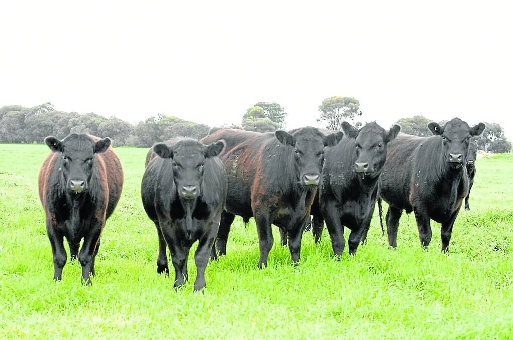 China presents an exciting opportunity as an export destination for Australian Angus cattle, with almost 30,000 Angus heifers certified for export there last year.