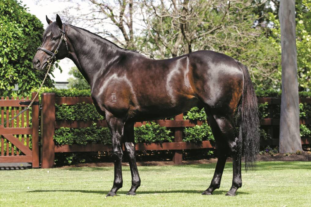 After his retirement from the track, So You Think joined the ranks of Coolmore Stud's shuttle stallions, and his first Australian crop of yearlings will be offered at the 2015 Magic Millions sale in Adelaide. Photo courtesy of Coolmore Stud