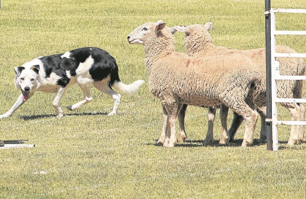 Working dog breeders are waiting on news about the future of the industry as two draft welfare amendments are put forward.