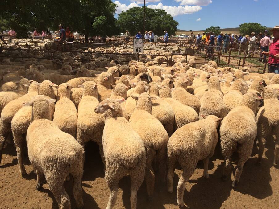 Maintaining healthy sheep can require a careful approach when considering treatment options.