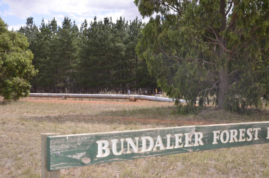 Bundaleer Forest will see up to 150ha of radiata pine replanted in the coming months.