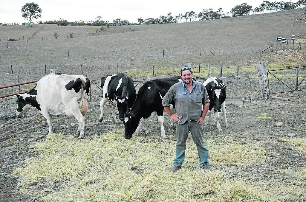 Michael Kowald, Springhead Dairy, Mount Torrens, won the in-milk heifer section of the Mount Torrens and District Dairy Heifer Competition.