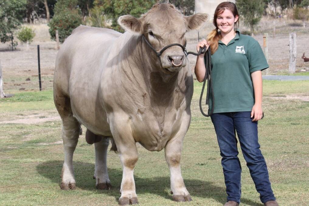 Angela Eylward, Lucindale, with her bull AJ's Josh which will be offered at this weekend's Murray Grey National Show and Sale in Wodonga, Vic.