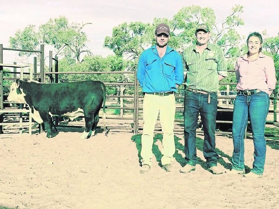 Paul Laucke, Laucke-Merrina Poll Hereford stud, Eudunda, with Landmark Broken Hill’s Digby Schinckel, Elders Broken Hill’s Charlotte Treloar and the $4250 top price bull Merrina Slugger at the Darling River bull sale on Friday last week. The sale topper was bought by by GT Trading, Millicent.