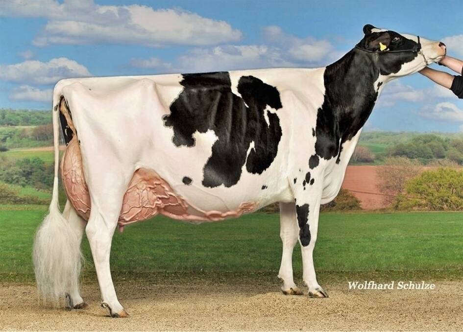 Decrausaz Iron O'Kalibra, dam of the $112,000 Australian record price dairy heifer. Photo: Facebook.