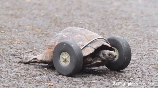Mrs T, the 90-year-old tortoise, with her new set of wheels. Photo: The Telegraph, London.