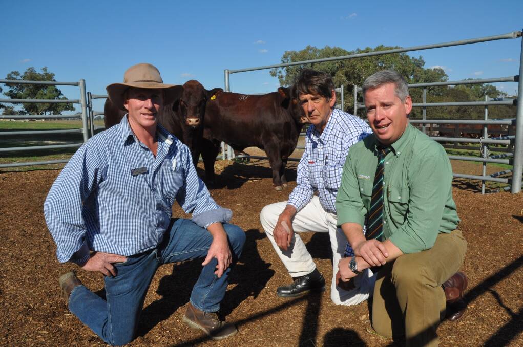 BAYVIEW CROWN: Bayview stud principal Chris Thompson, Yorketown with the $10,500 top priced bull- Bayview Regal J42 at the Belmore Invitational sale with buyer Phillip Burnett, Crathes Park, Vasse, WA and Landmark stud stock manager Gordon Wood.