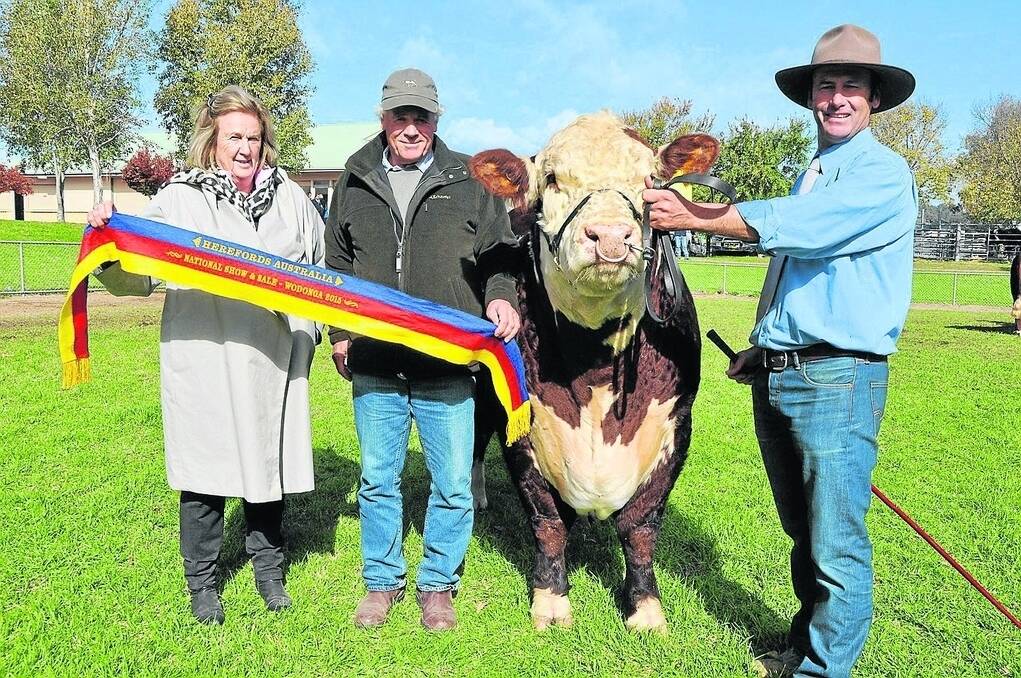 DAYS HIGH: Antony Baillieu, Yarram Park stud, Willaura, Vic paid the $30,000 second-top-price of the sale for Days Carbine J141, held by Lachy Day, Days Whiteface stud, Bordertown. With Mr Day are Joyce McConnell, Emu Park Pastoral, Deniliquin, NSW  – a long-time commercial Yarram Park client who helped Mr Baillieu select his new stud sire.