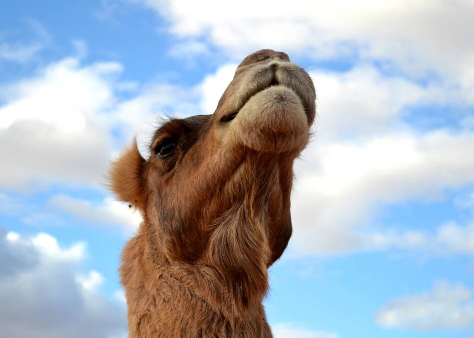 A state government project is set to map out the SA camel industry's growth.