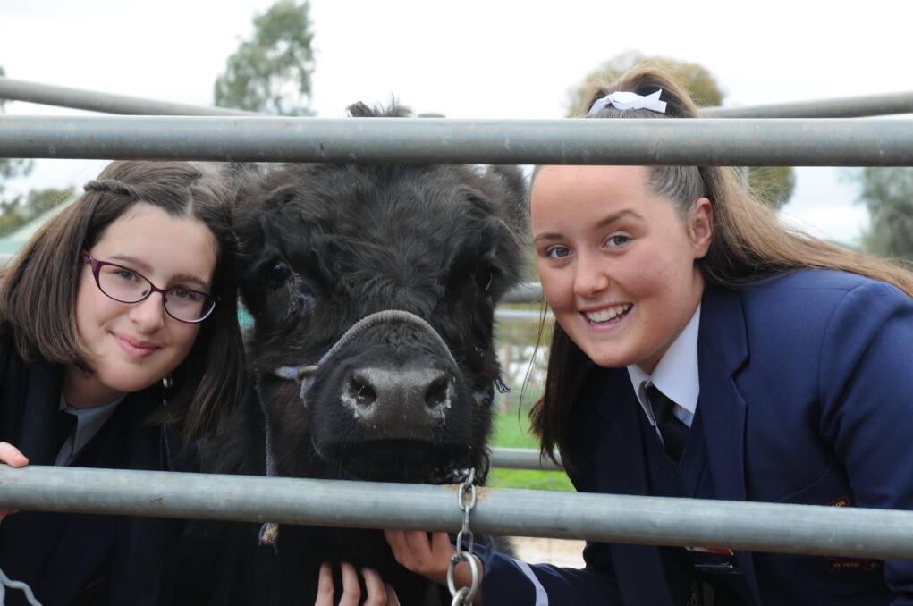 Trinity College students Esther Fechner and Rebekka Bayly with one of the school's led steers.