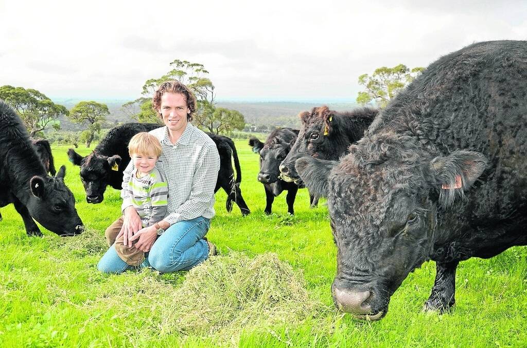 Seaview Grove owner Andrew Down and son Mitchell with the Lowlines they have added to the farm’s product range.