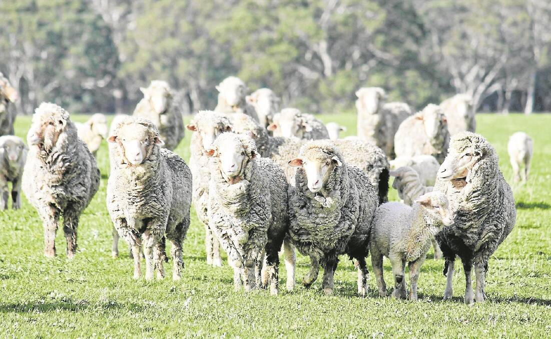 Eyre Peninsula Merino and Poll Merino stud breeders will gather in Wudinna on July 6, when new and repeat clients will have the chance to inspect about 250 rams to find the animals most suited to their flock.
