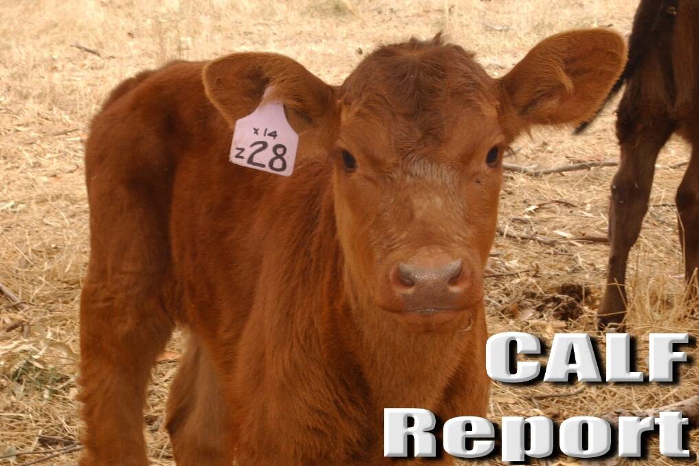 SA Livestock Exchange Calf sale - June 22
