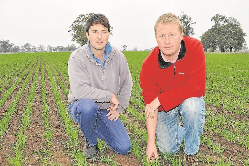 Tyrone Scullion, Apsley, and Elders Naracoorte senior agronomist Jason McClure in a Williams oat crop planted a month ago. Tyrone and his family view oats as a valuable cash crop and are allocating some of their most productive paddocks to them.